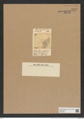 Actinoptychus nitidus (Grev.) Grun. (de-Toni-Nr.: Genus 227, Species 5540) Zeichnungen Sammlung Grunow Nr. 9572 (NHMW-BOT-W0379382)